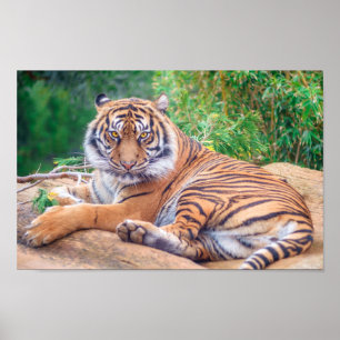 Avkopplad Reclining tiger Poster