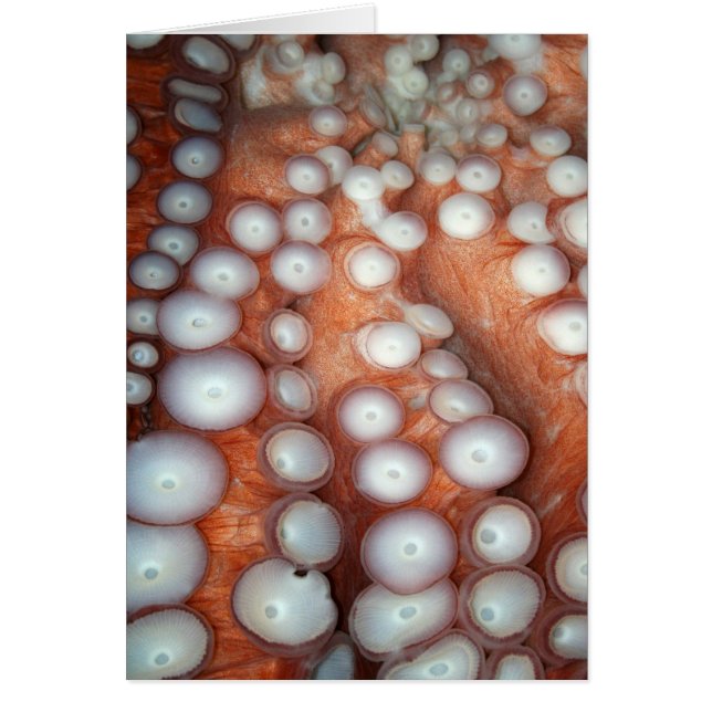 Avlasta nära oktopus hälsningskort (Framsidan)