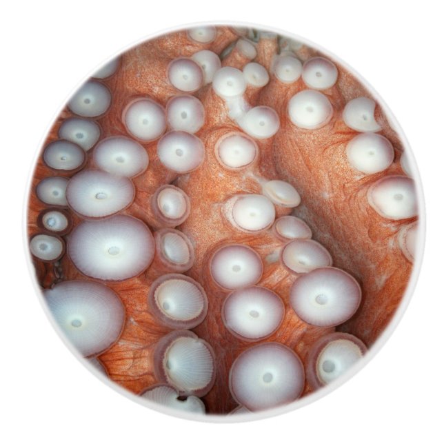 Avlasta nära oktopus knopp (Framsidan)