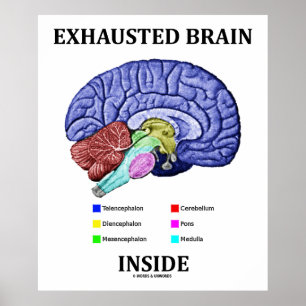 Avlastad hjärnhinnan insida (Anatomiskt Brain Humo Poster