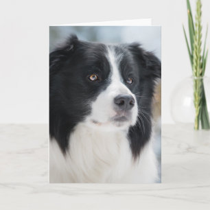 Avlossning av Gräns Collie Porträtt Tack Kort