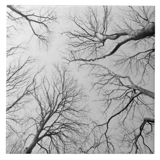 Avlövade träd i Thiepval trä Kakelplatta (Framsidan)