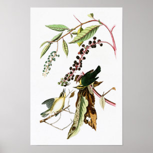 Avmaska äta sångareJohn Audubon fåglar av Amerika Poster