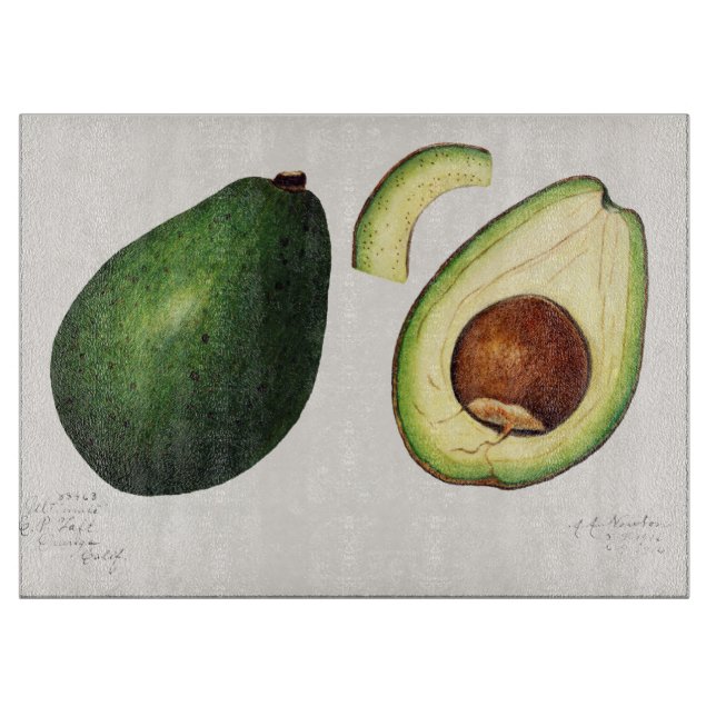 Avocado Illustration (Framsidan)