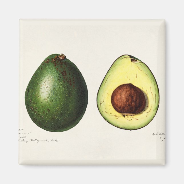 Avocado Magnet (Framsidan)