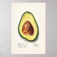 Avocado (Persa) färgsfärg för frukt