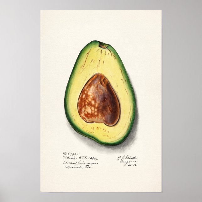 Avocado (Persa) färgsfärg för frukt Poster (Framsidan)