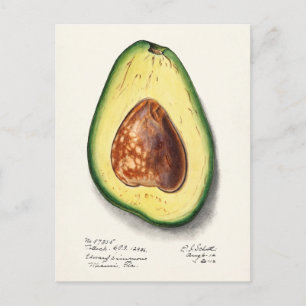 Avocado (Persa) färgsfärg för frukt Vykort