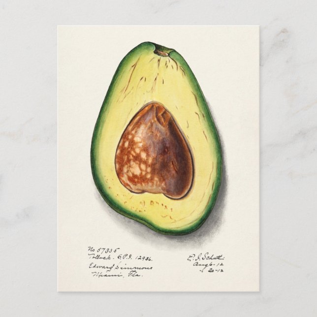 Avocado (Persa) färgsfärg för frukt Vykort (Framsida)