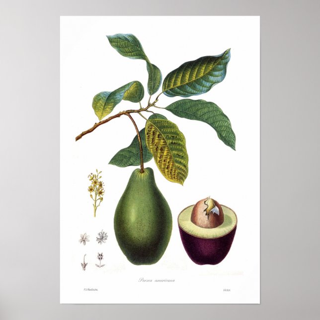 Avocado (Persea americana) Poster (Framsidan)