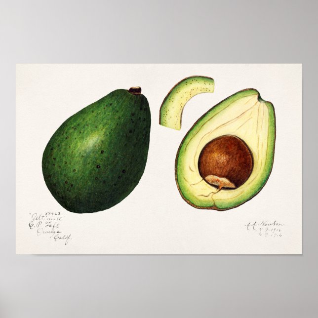 Avocado (Persea) - färgsfärg på frukt Poster (Framsidan)