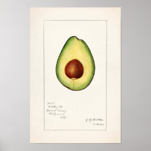 Avocado (Persea) - färgsfärg på frukt Poster