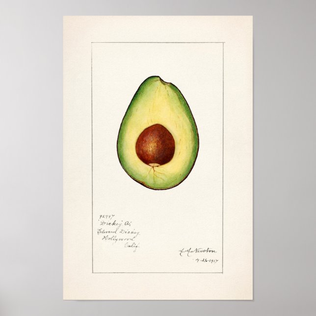 Avocado (Persea) - färgsfärg på frukt Poster (Framsidan)