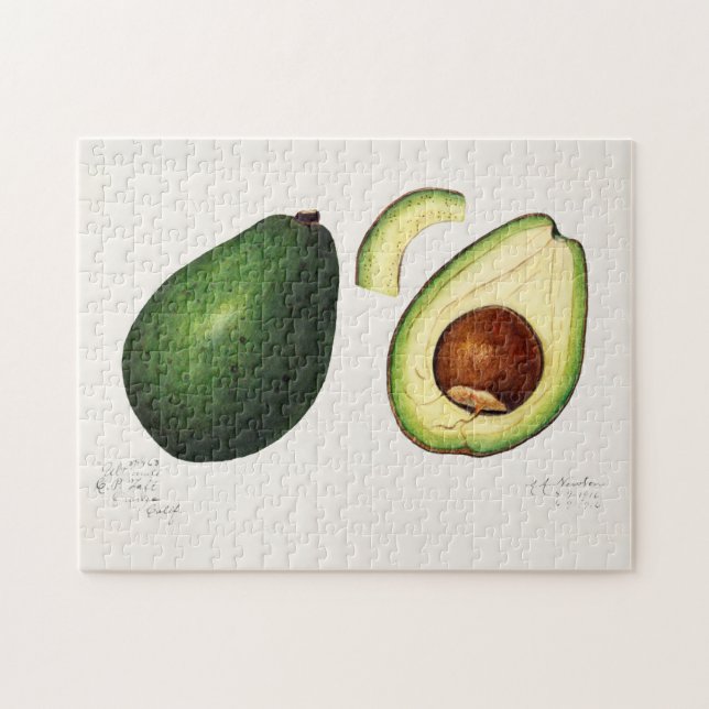 Avocado (Persea) - färgsfärg på frukt Pussel (Horisontell)