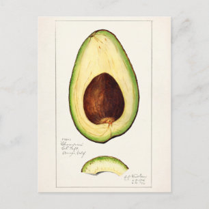 Avocado (Persea) - färgsfärg på frukt Vykort