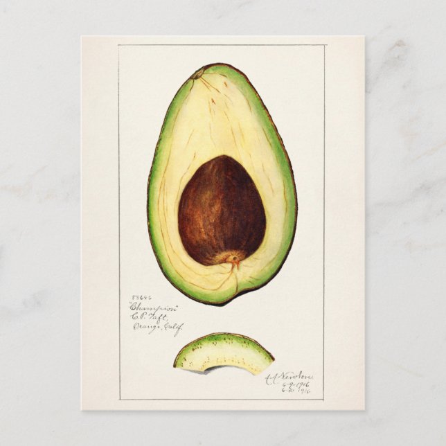 Avocado (Persea) - färgsfärg på frukt Vykort (Framsida)