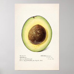 Avocado (Persea) Poster färgsfärg för frukt