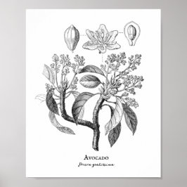 Avocado Vintage Botanical Illustration Poster