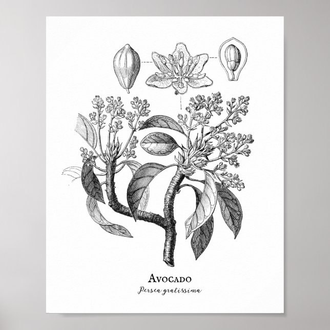 Avocado Vintage Botanical Illustration Poster (Framsidan)