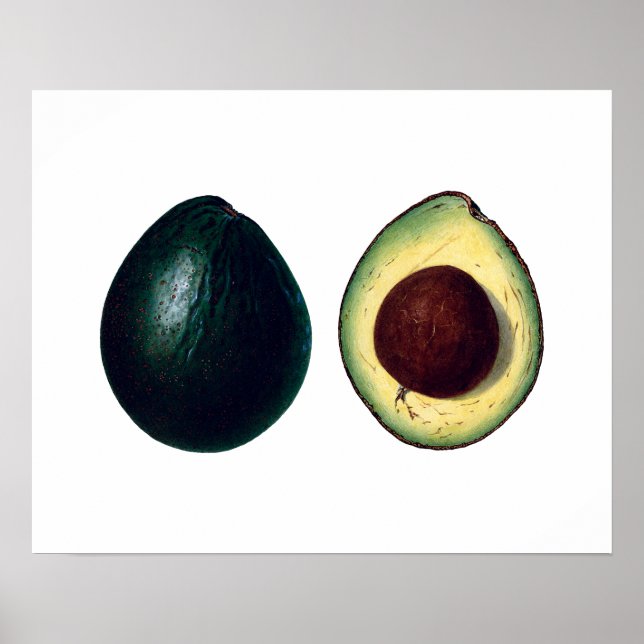 AVOCADOS botaniska utskrift Poster (Framsidan)