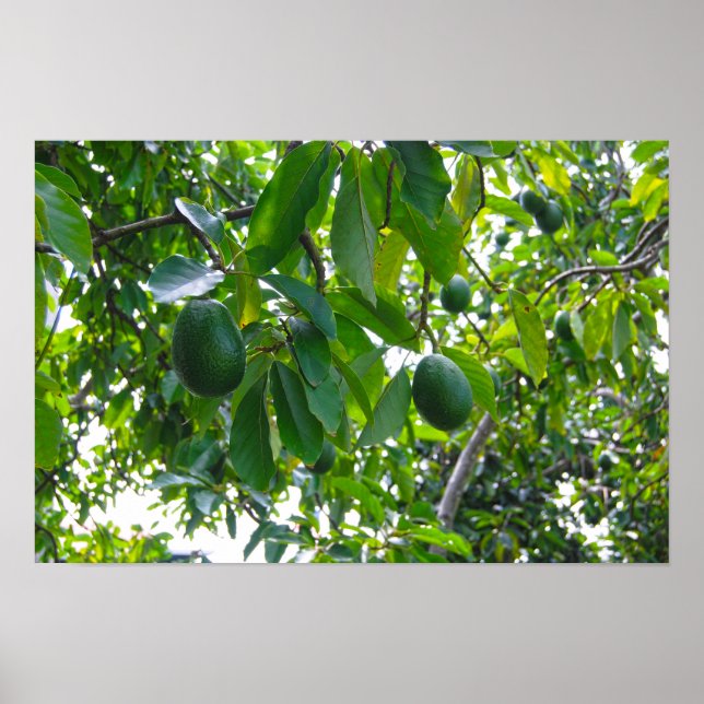 Avocadoträd i en fruktträdgård på ön Hawaii Poster (Framsidan)