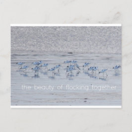 Avocet Beauty Helg Vykort