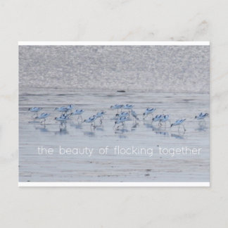 Avocet Beauty Helg Vykort