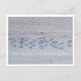 Avocet Beauty Helg Vykort