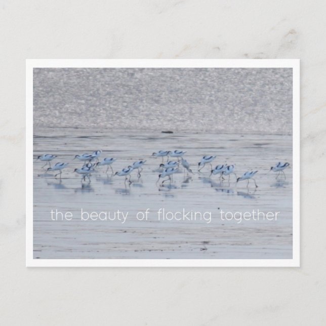 Avocet Beauty Helg Vykort (Framsida)