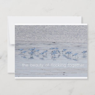 Avocet Beauty Vykort