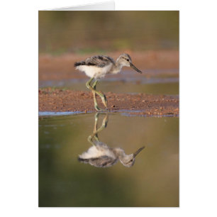 Avocet-chick Hälsningskort