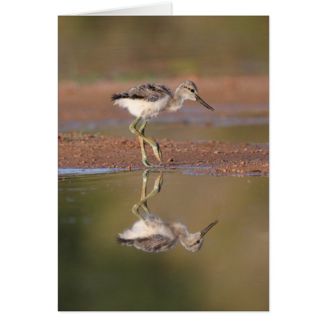 Avocet-chick Hälsningskort (Framsidan)