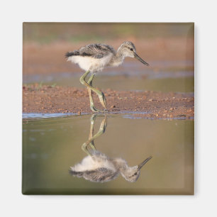 Avocet-chick Magnet