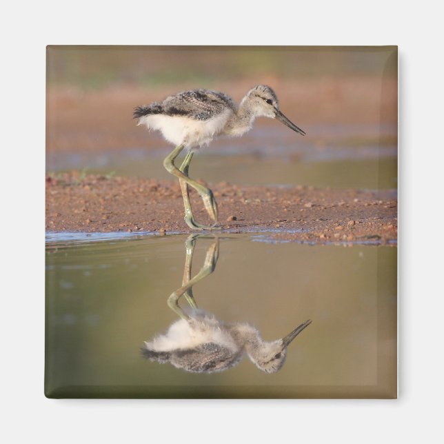 Avocet-chick Magnet (Framsidan)