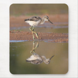Avocet-chick Musmatta