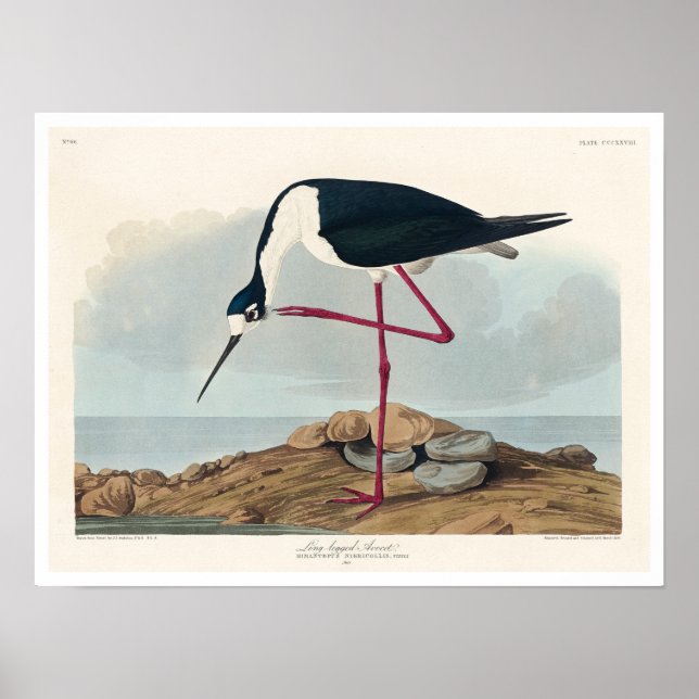 Avocet från Audubon Poster (Framsidan)
