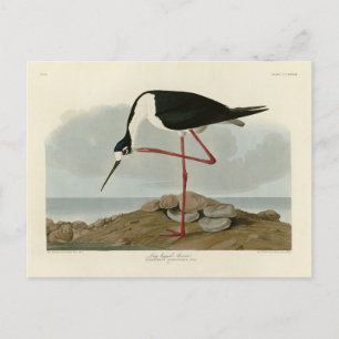 Avocet från Audubon's Birds of America Vykort