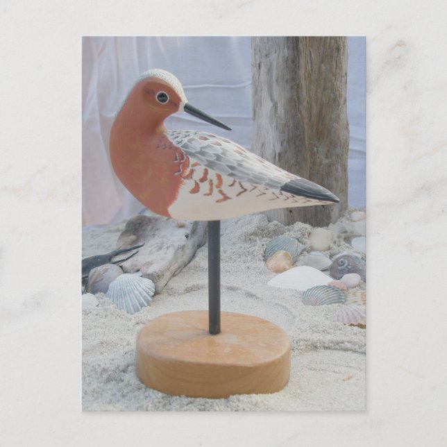 Avocet "Slick" vykort för träsket (Framsida)