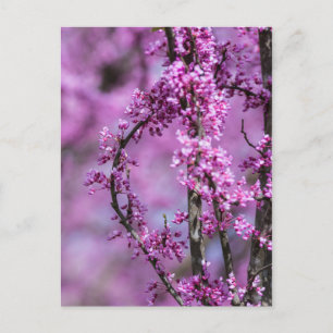 Avondale Redbud Art Vykort