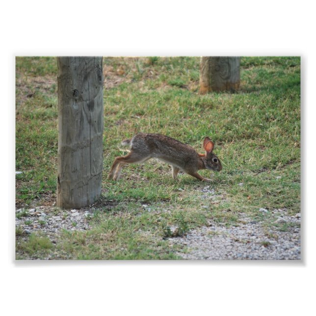 Avslappnad Bunny Fototryck (Framsidan)