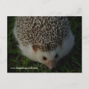 avslappnad hedgehog-vykort vykort