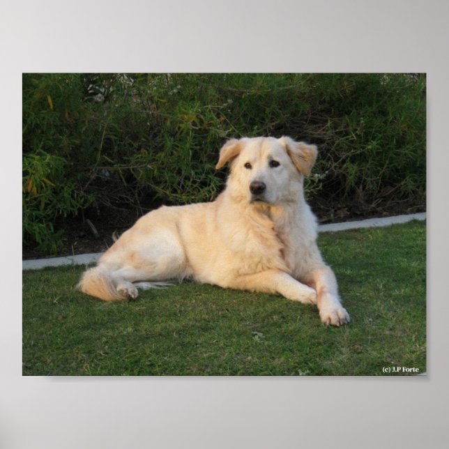 Avslappnad hund poster (Framsidan)