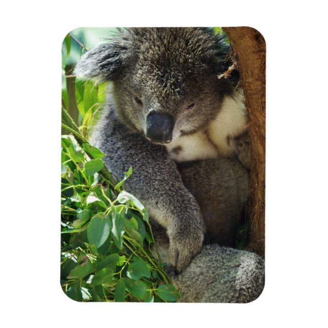 Avslappnad Koala Flexible Magnet (Vertikal)