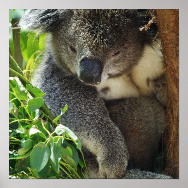 Avslappnad Koala Poster (Framsidan)