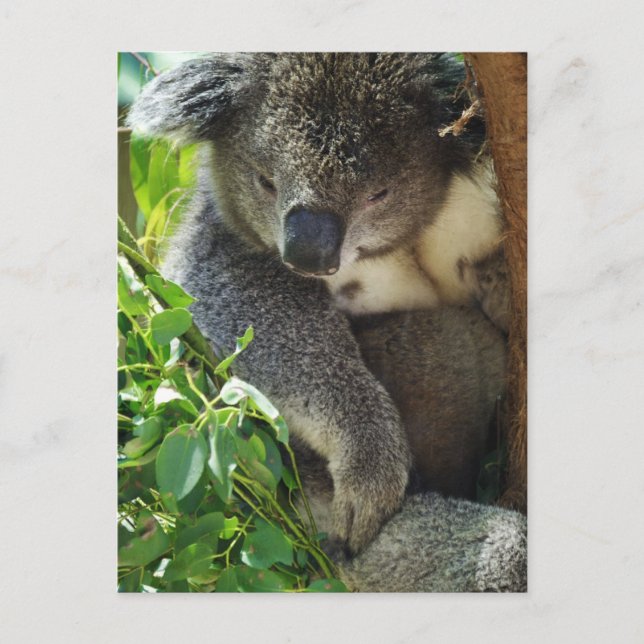 Avslappnad Koala vykort (Framsida)