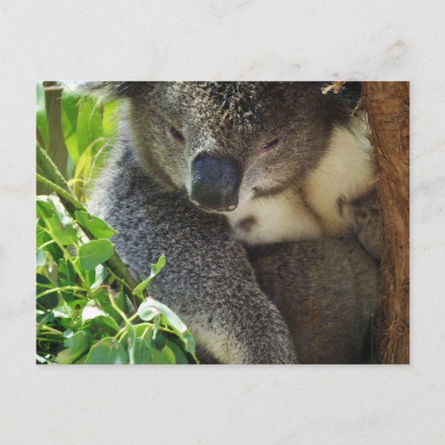 Avslappnad Koala vykort (Framsida)