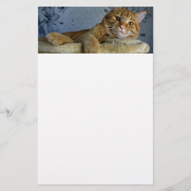 Avslappnande katt brevpapper (Framsida)