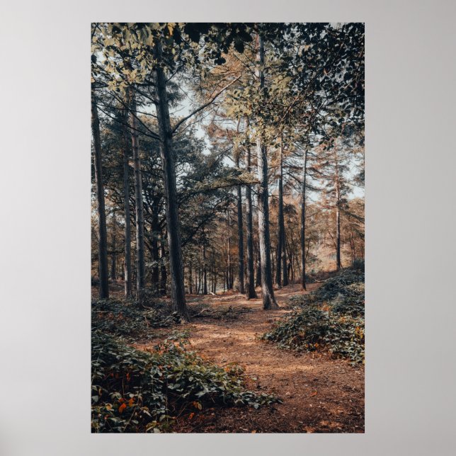 Avslappnande skogsmiljö poster (Framsidan)