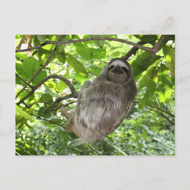 Avslaxad lutning i naturen vykort (Framsida)