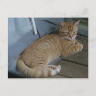 Avslaxande katt vykort